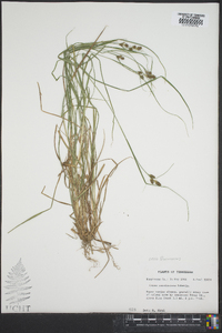 Carex caroliniana image