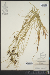 Carex caroliniana image