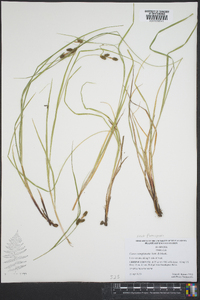 Carex complanata image