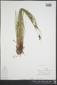 Carex complanata image