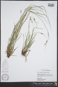 Carex swanii image