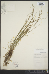 Carex virescens image