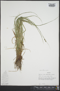 Carex swanii image