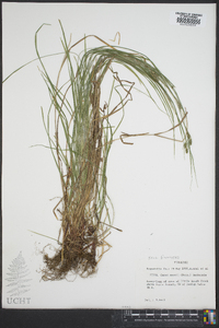 Carex swanii image