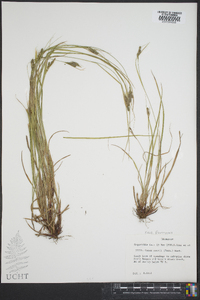 Carex swanii image