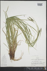 Carex virescens image