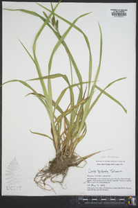 Carex scabrata image