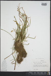 Carex pedunculata image