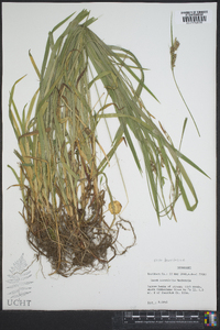 Carex hirtifolia image