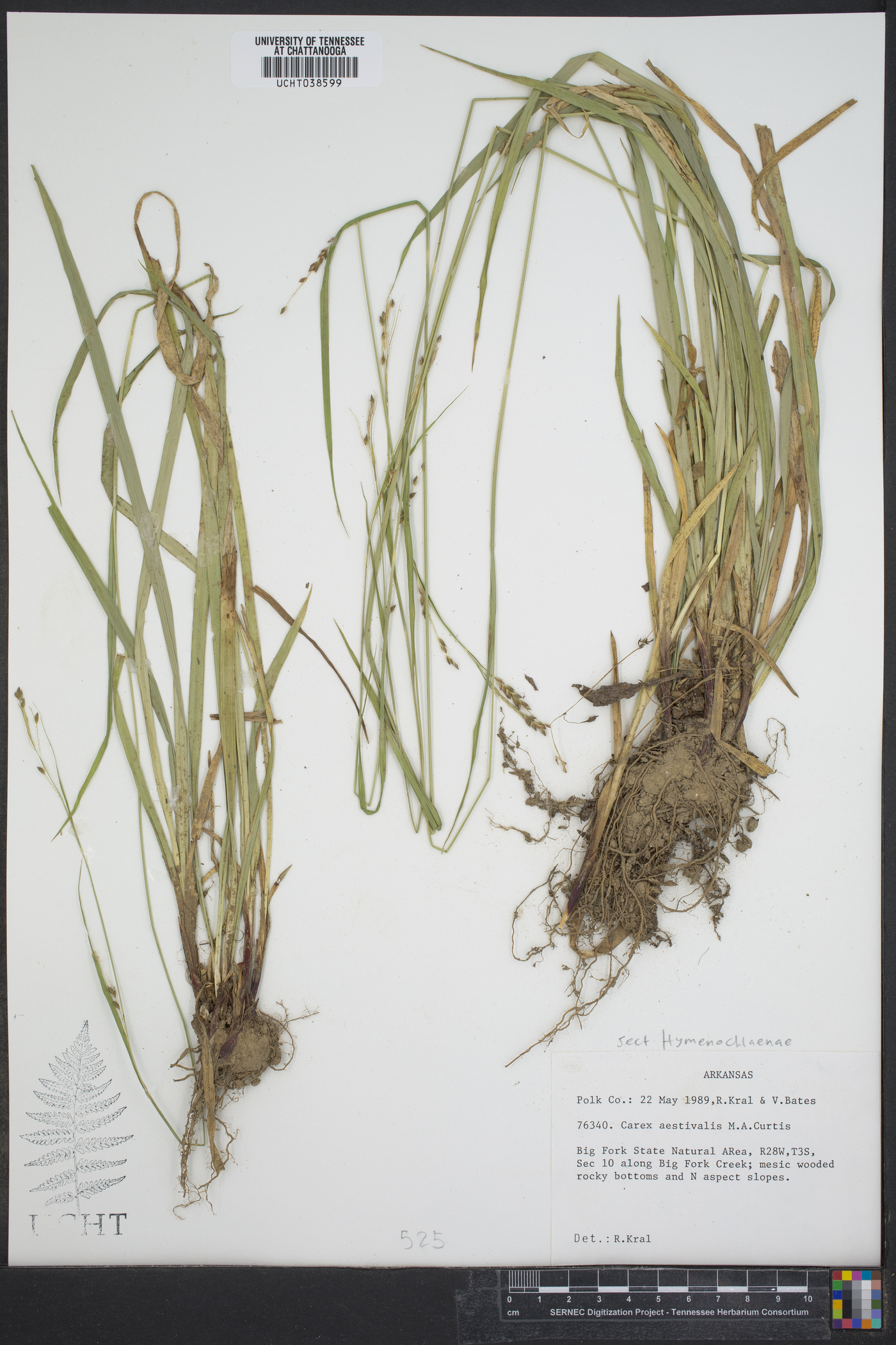 Carex aestivalis image