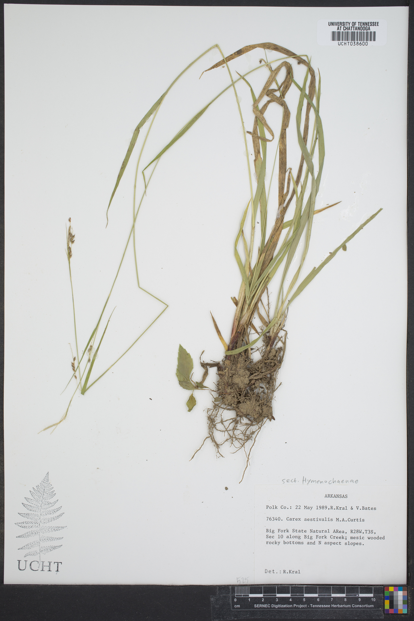 Carex aestivalis image