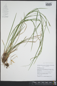 Carex allegheniensis image