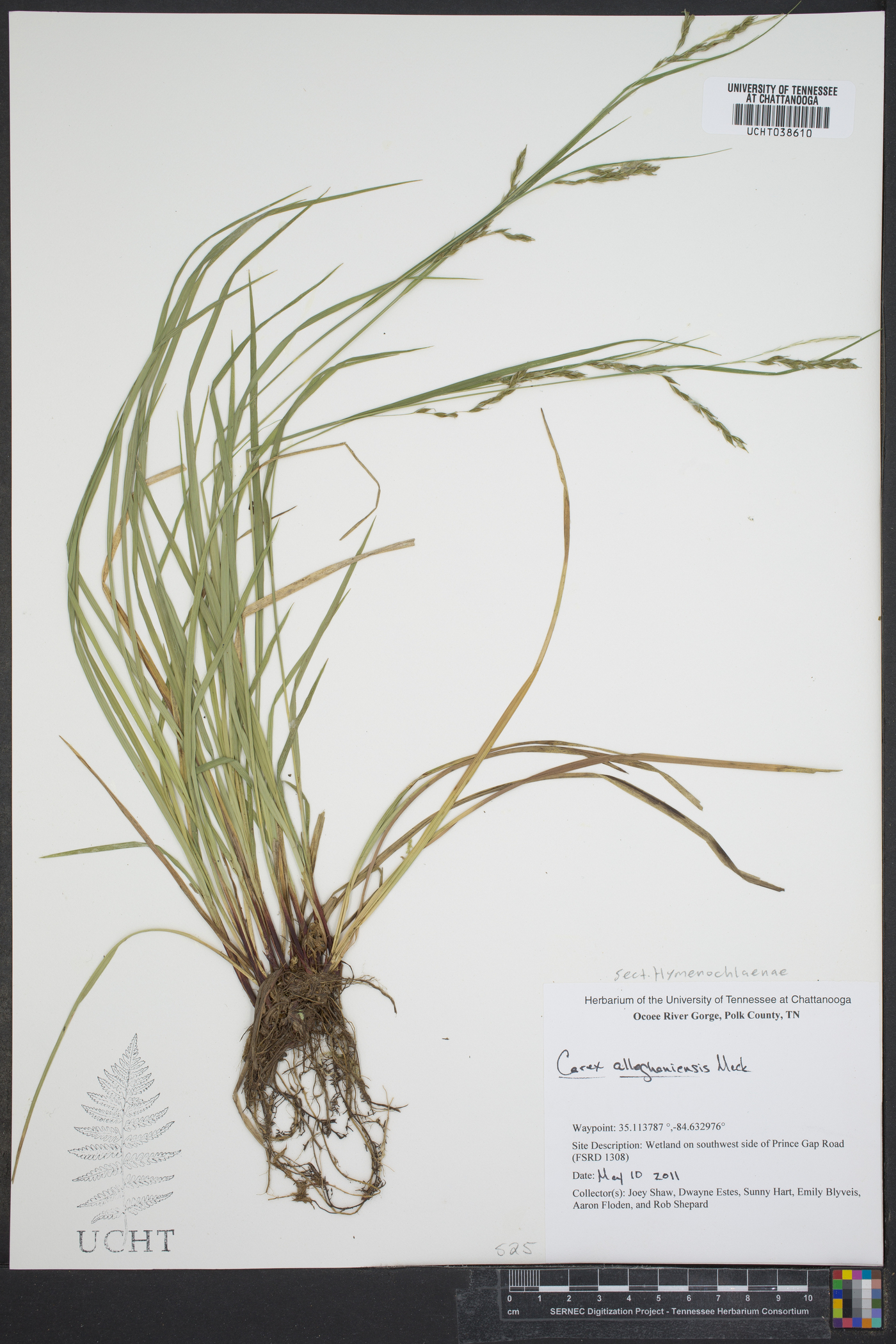 Carex allegheniensis image