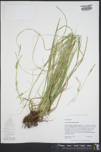 Carex cherokeensis image