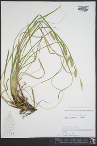 Carex cherokeensis image