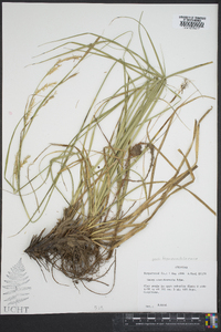 Carex cherokeensis image