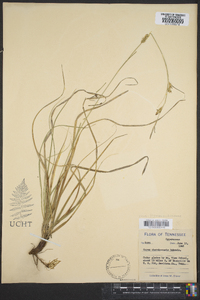 Carex cherokeensis image