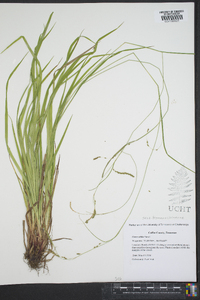 Carex oblita image