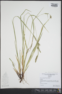 Carex oxylepis image