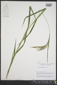 Carex gynandra image