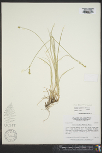 Carex texensis image