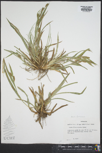 Carex flaccosperma image