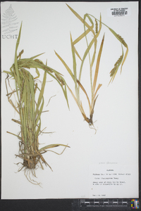 Carex flaccosperma image