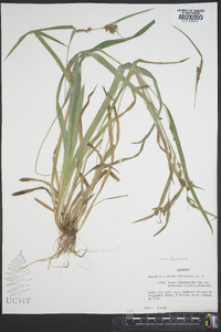 Carex flaccosperma image