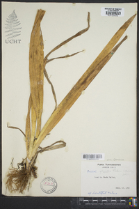 Carex glaucodea image