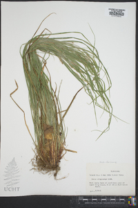 Carex oligocarpa image