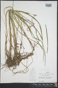 Carex woodii image