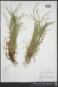 Carex jamesii image