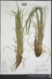 Carex jamesii image