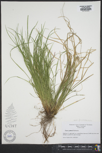 Carex jamesii image