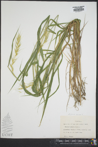 Elymus hystrix image