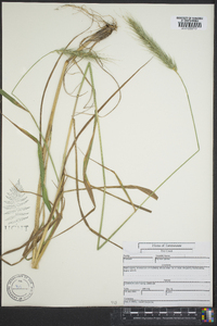 Elymus riparius image