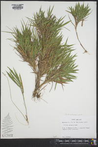 Panicum malacon image