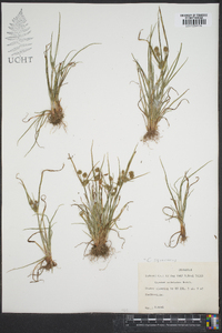 Cyperus squarrosus image