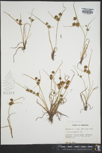 Cyperus squarrosus image