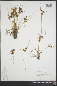 Cyperus squarrosus image