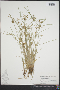 Cyperus flavescens image