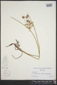 Cyperus haspan image