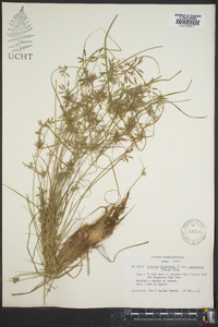 Cyperus flavescens image