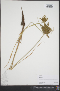 Cyperus iria image