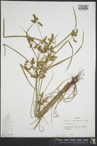 Cyperus iria image