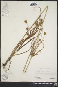 Cyperus plukenetii image