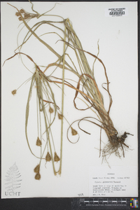 Cyperus plukenetii image