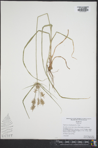 Cyperus retrofractus image