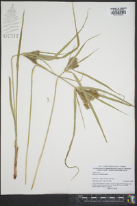 Cyperus retrofractus image