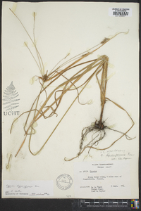 Cyperus retrofractus image